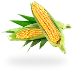Maize